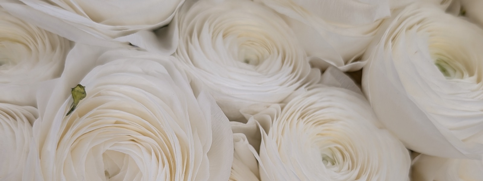 Banner del profilo pubblico di Yulia Wedding Planner
